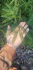 Acacia attenuata
