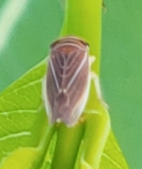 Idiodonus kennicotti