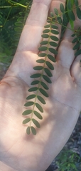 Acacia attenuata