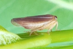 Idiodonus kennicotti