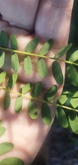 Acacia attenuata