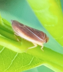 Idiodonus kennicotti