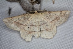 Euchlaena deplanaria