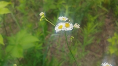 Ogcodocera leucoprocta