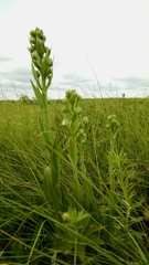 Platanthera praeclara