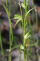 Pterostylis daintreana