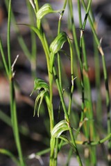 Pterostylis daintreana
