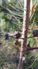 Allocasuarina emuina