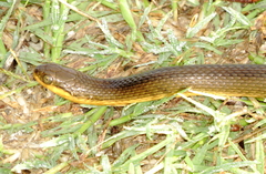 Liodytes rigida sinicola