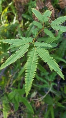 Dicranopteris linearis linearis