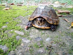 Kinosternon scorpioides scorpioides