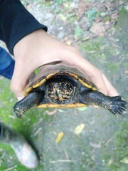 Kinosternon scorpioides scorpioides