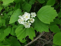 Crataegus macracantha