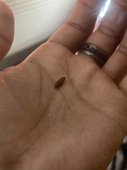 Amyelois transitella