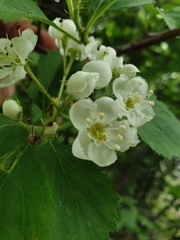 Crataegus macracantha
