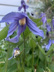 Clematis