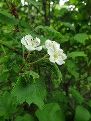 Crataegus macracantha