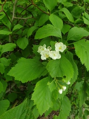 Crataegus macracantha