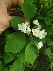 Crataegus macracantha