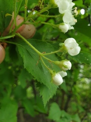 Crataegus macracantha