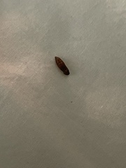 Amyelois transitella