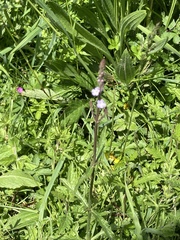 Verbena officinalis