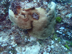 Gardineroseris planulata