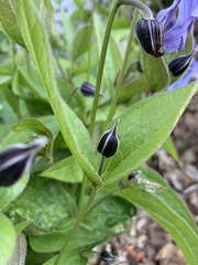Clematis