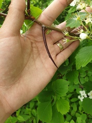 Crataegus macracantha