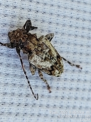 Aegomorphus inquinatus