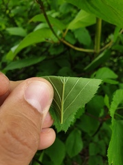 Crataegus macracantha