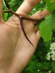 Crataegus macracantha