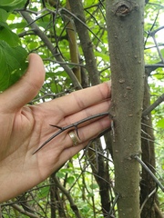 Crataegus macracantha