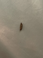 Amyelois transitella