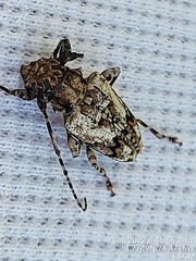 Aegomorphus inquinatus