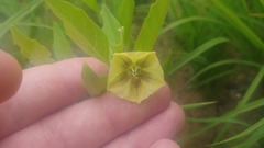 Physalis virginiana