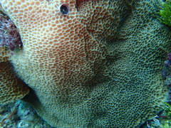 Gardineroseris planulata