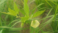 Physalis virginiana
