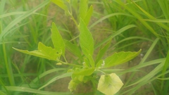 Physalis virginiana