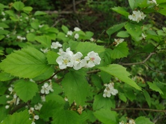 Crataegus scabrida