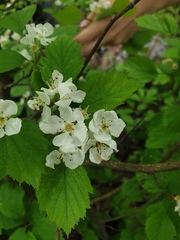 Crataegus scabrida