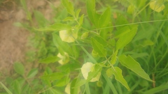 Physalis virginiana