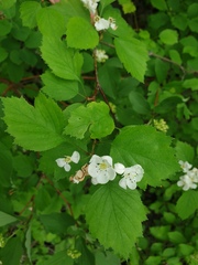 Crataegus scabrida