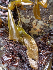 Mazzaella laminarioides