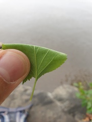 Crataegus scabrida
