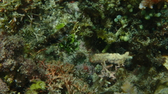 Halichoeres margaritaceus