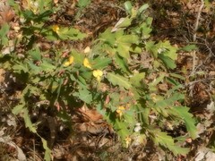Bossiaea bossiaeoides