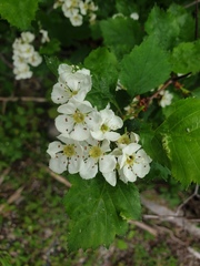 Crataegus acutifolia