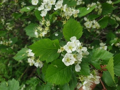 Crataegus acutifolia
