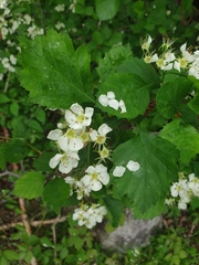 Crataegus acutifolia